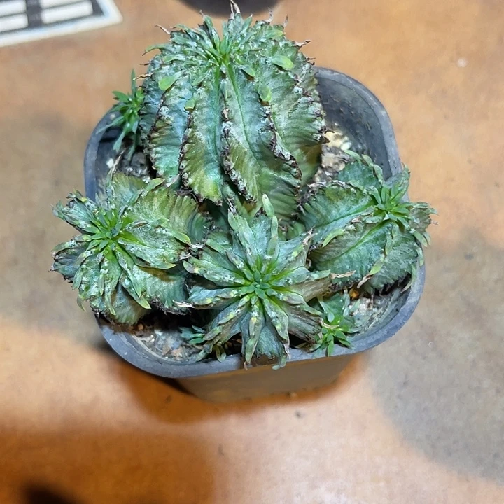 无花朵白衣魁伟玉仙人球