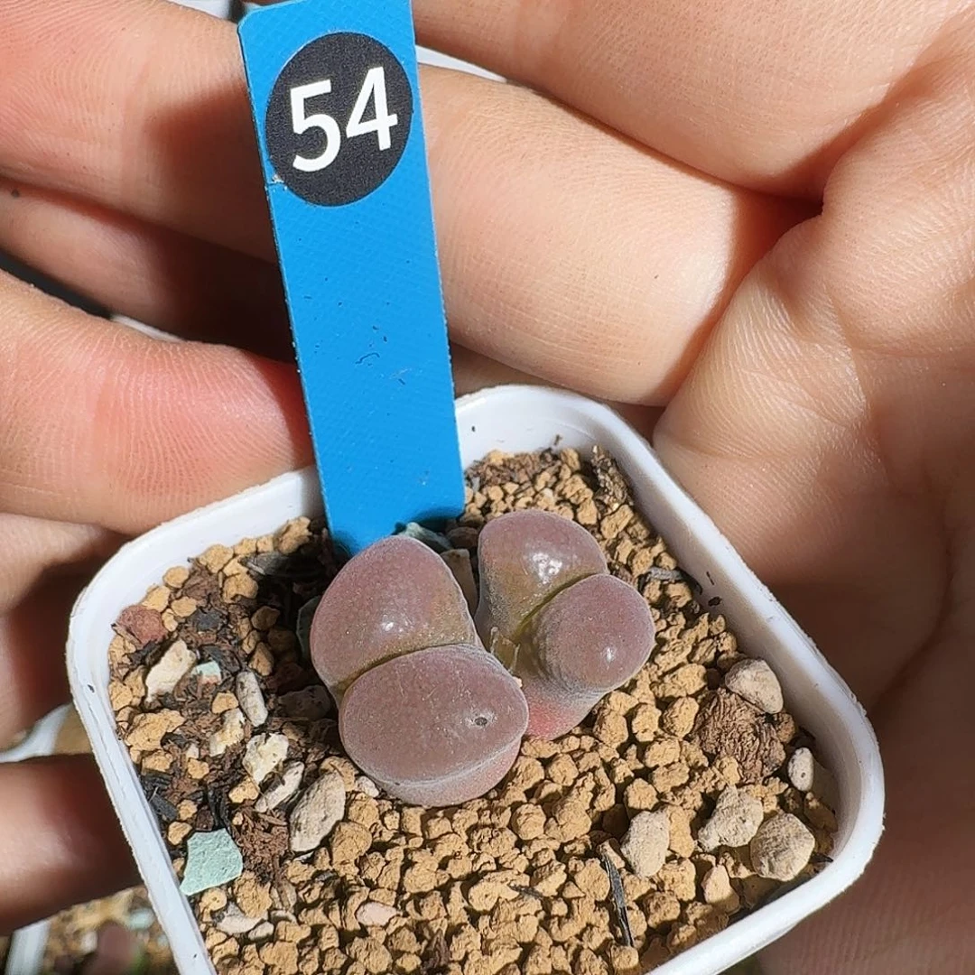无花朵多肉植物54