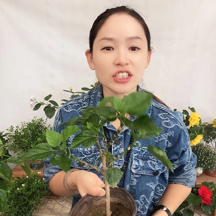 全部花苞奥斯迈橙，到家不换盆