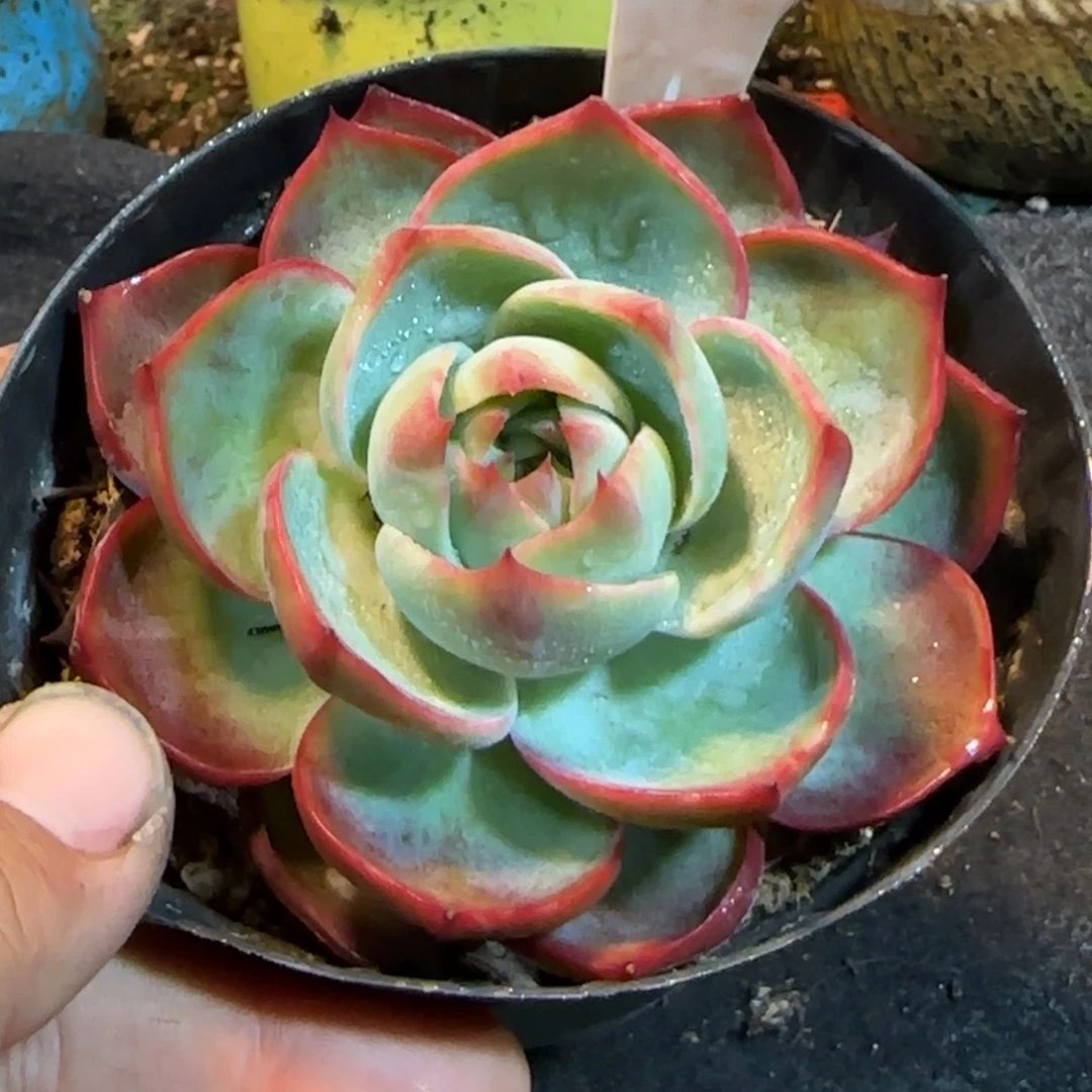 玫瑰惊鸿一物一拍包装收缩花旱845