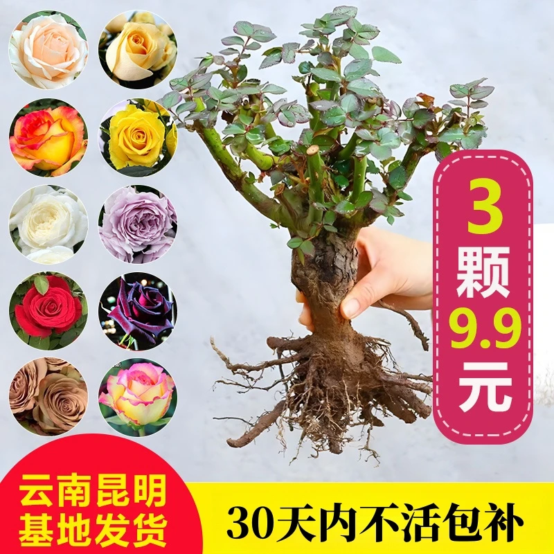 不活包补四季浓香玫瑰花苗老桩多色植物浓香月季花卉绿植盆栽室内