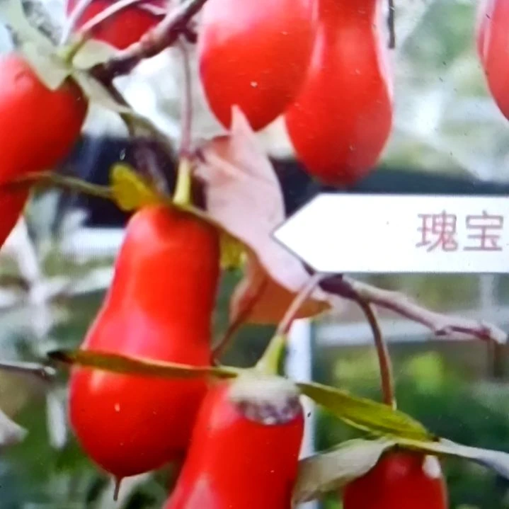 无花朵瑰宝老鸦柿