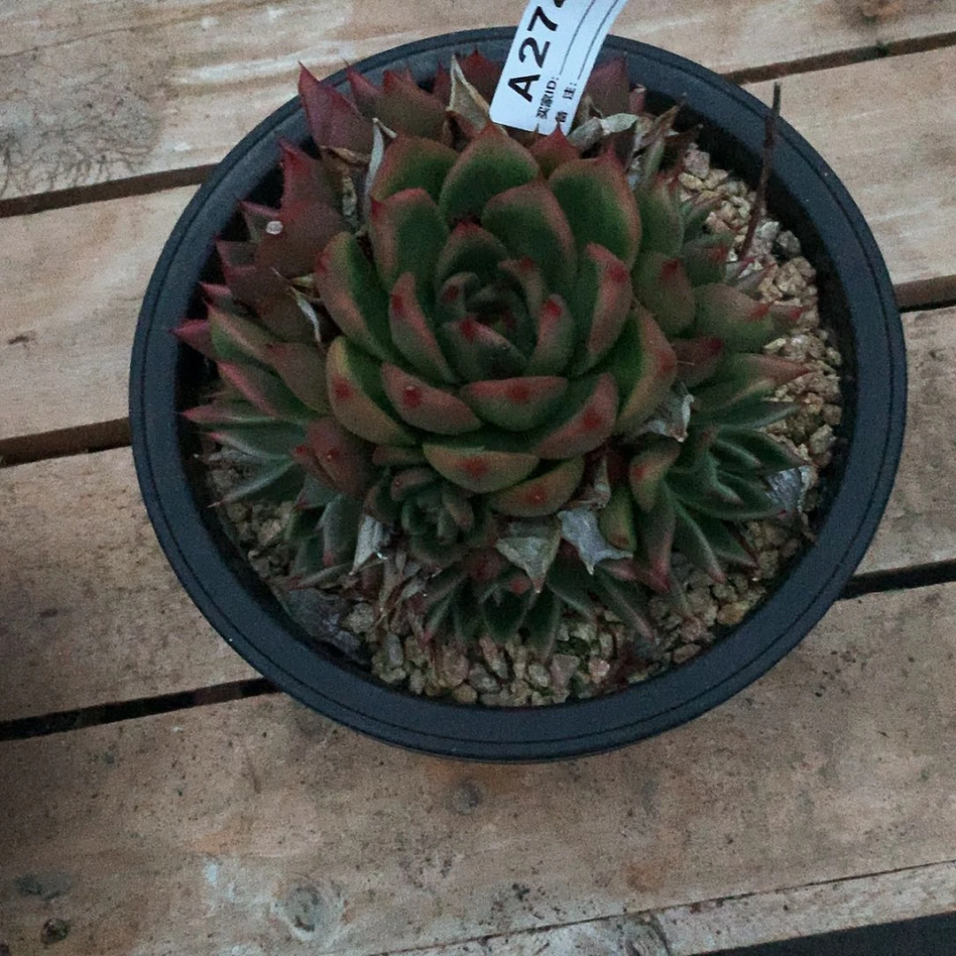 若茹东云单拍A274