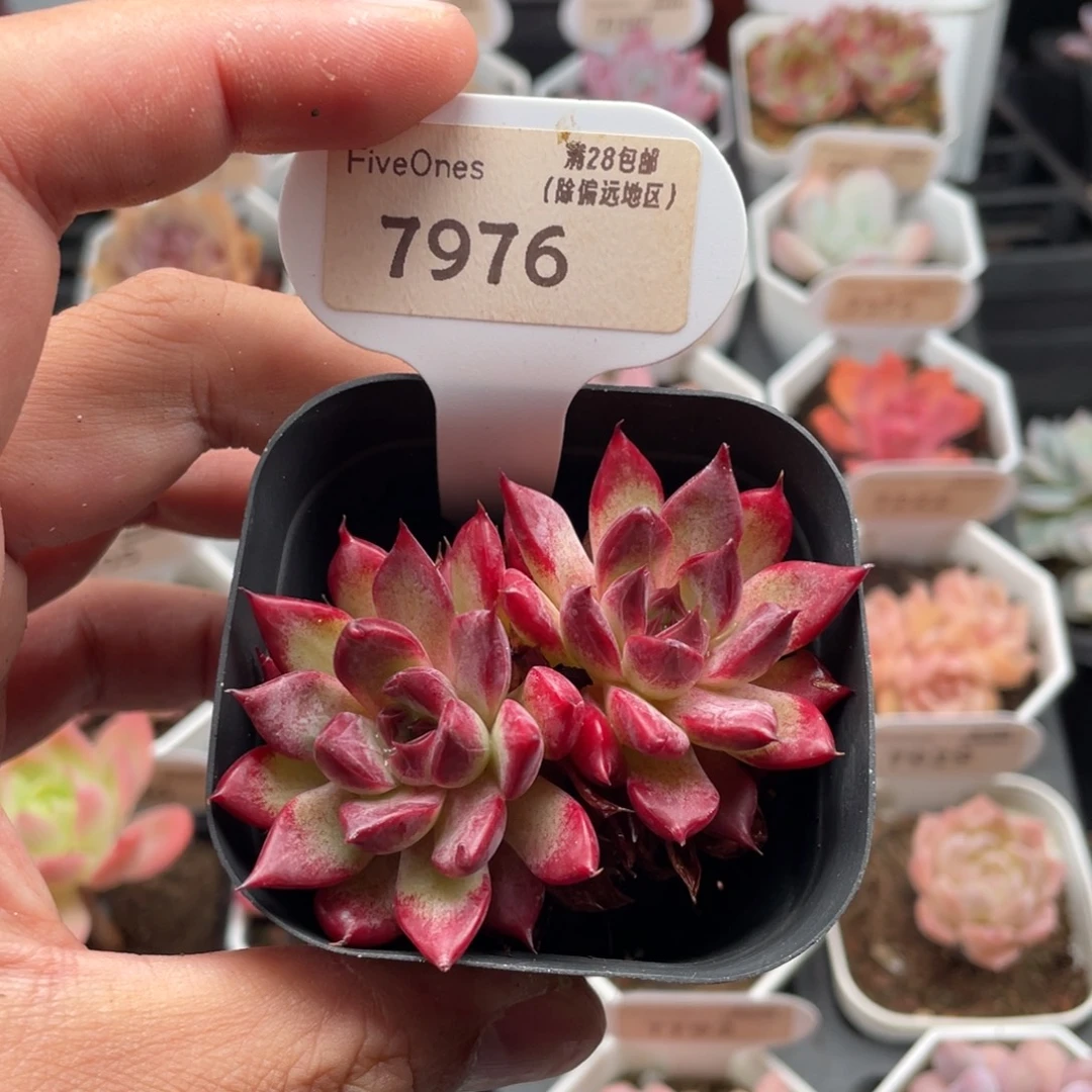 不知名7976-7厘米