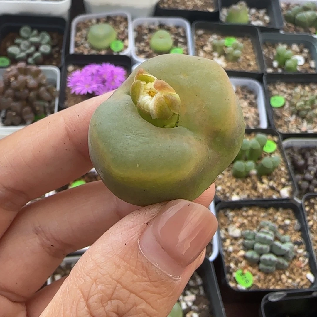 3.1cm多肉植物的346
