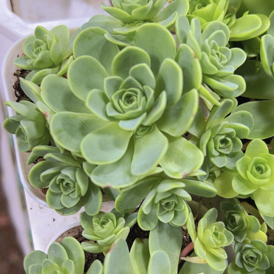 山地玫瑰19包邮多肉