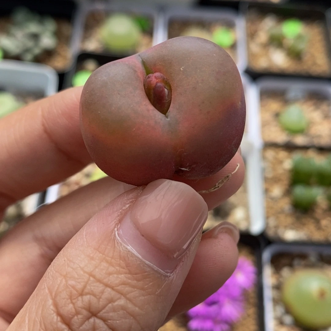 2.7cm多肉植物399