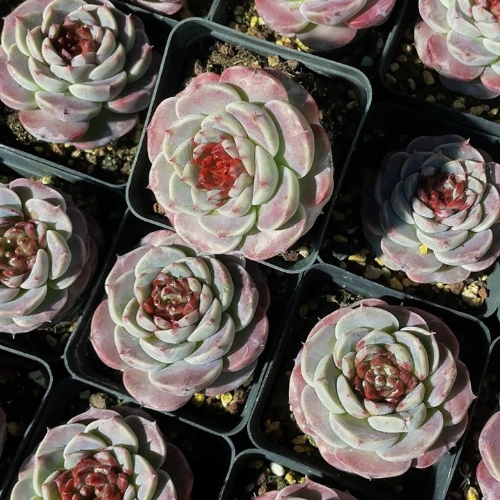 7方大单头天鹅绒带盆