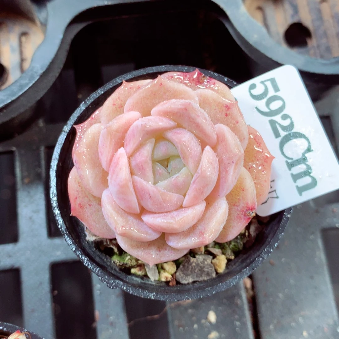 5厘米盆精控多肉592