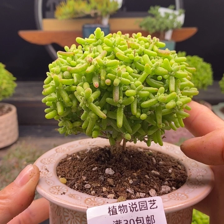 无花朵12金橘糖球不带盆