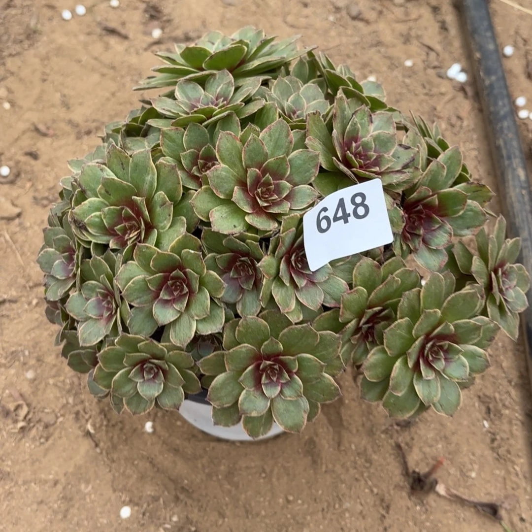 红丝绒断枝不包648