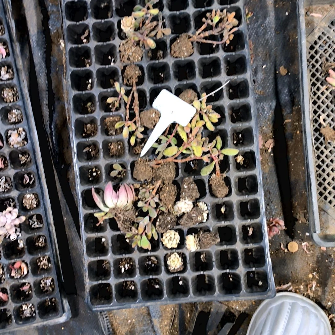 n**o满6元包邮，垃圾穴盘有桃蛋一物一拍