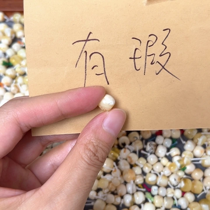 裸石蜜蜡未镶嵌8.5mm一个