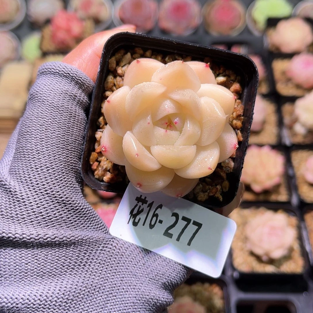 花16-277麦秆单头