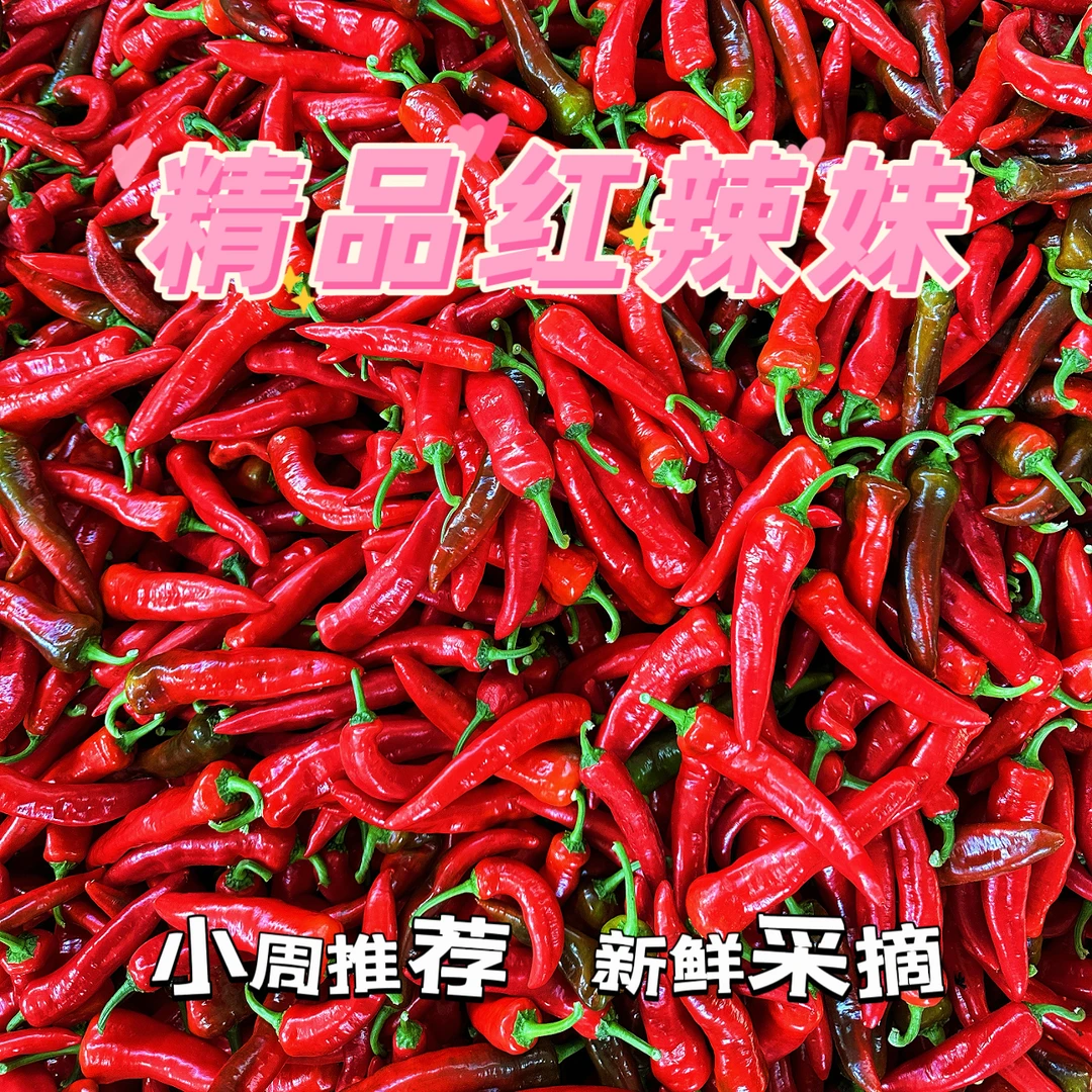 〔新鲜红辣椒〕红辣妹特辣特香辣椒酱剁椒干辣椒泡辣椒专用现摘现发