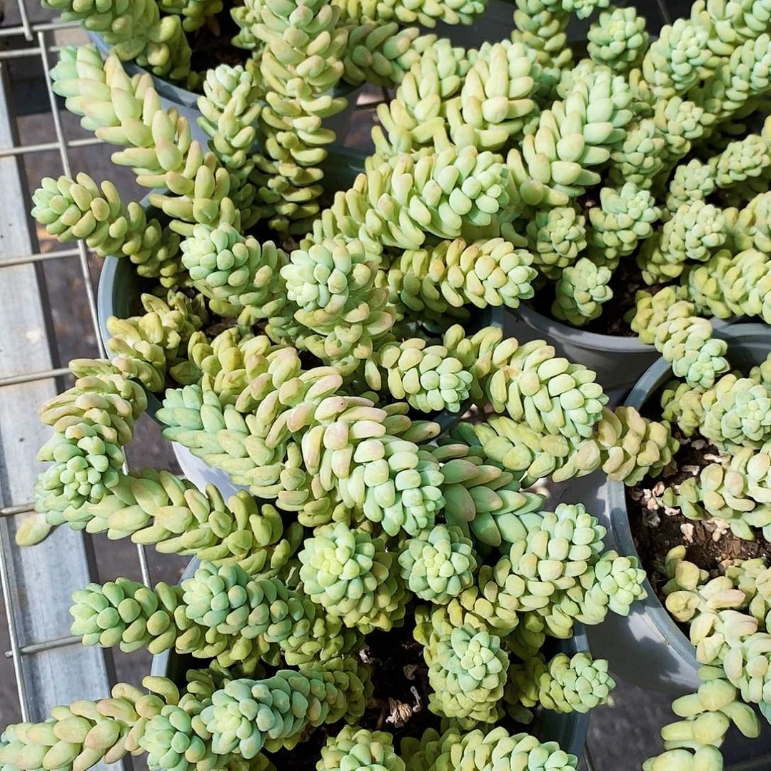 彩虹玉坠带盆土精品2盆