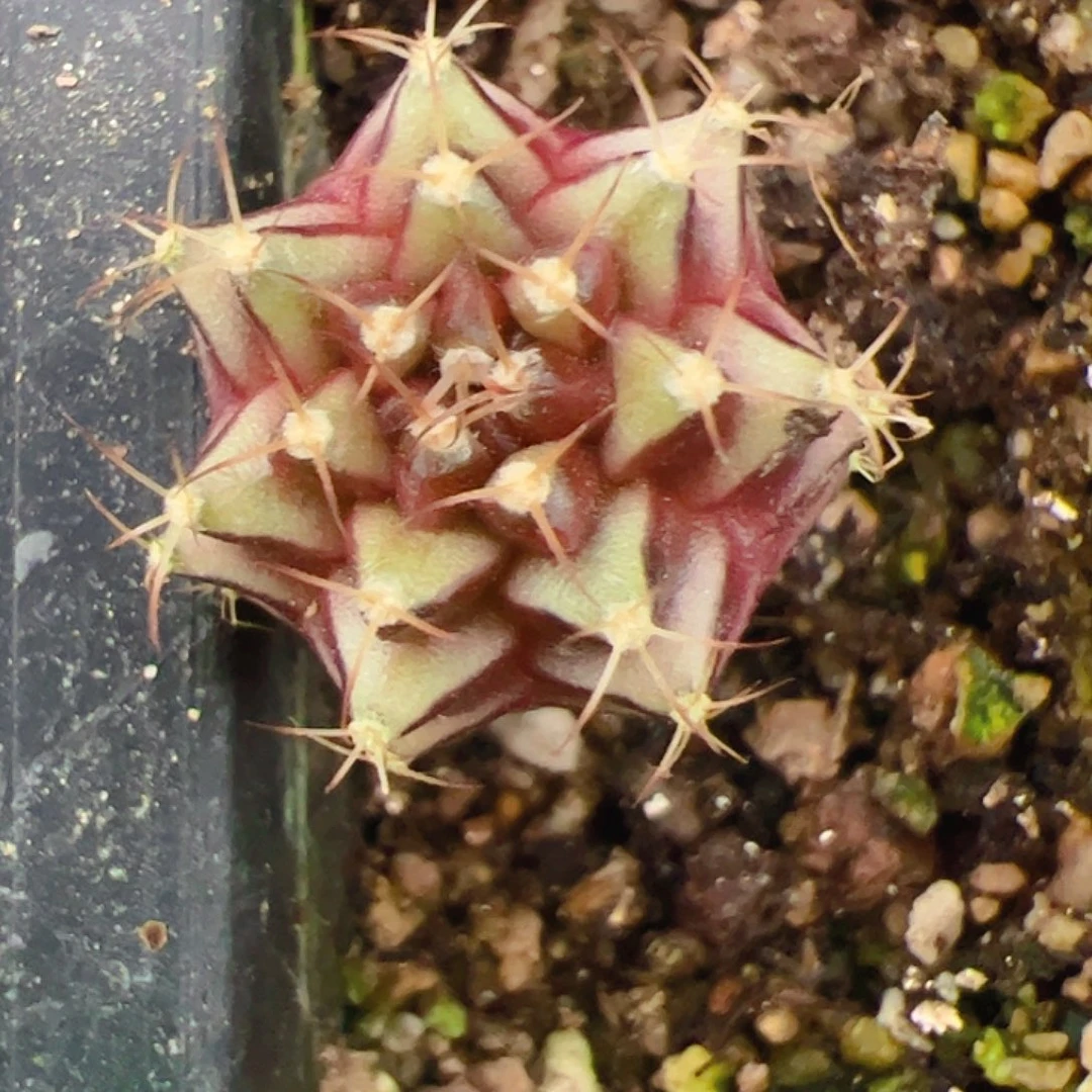 木***衣当前无花栽培后可以开花