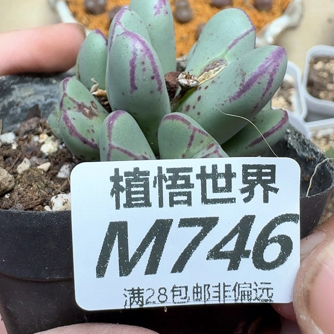 多肉植物的润泽风格