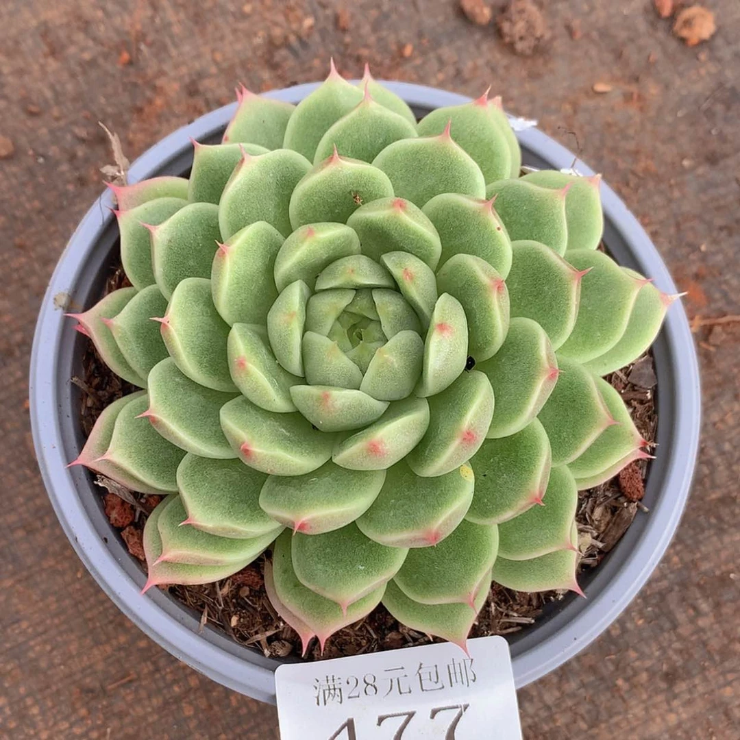 【闪购商品】云477号