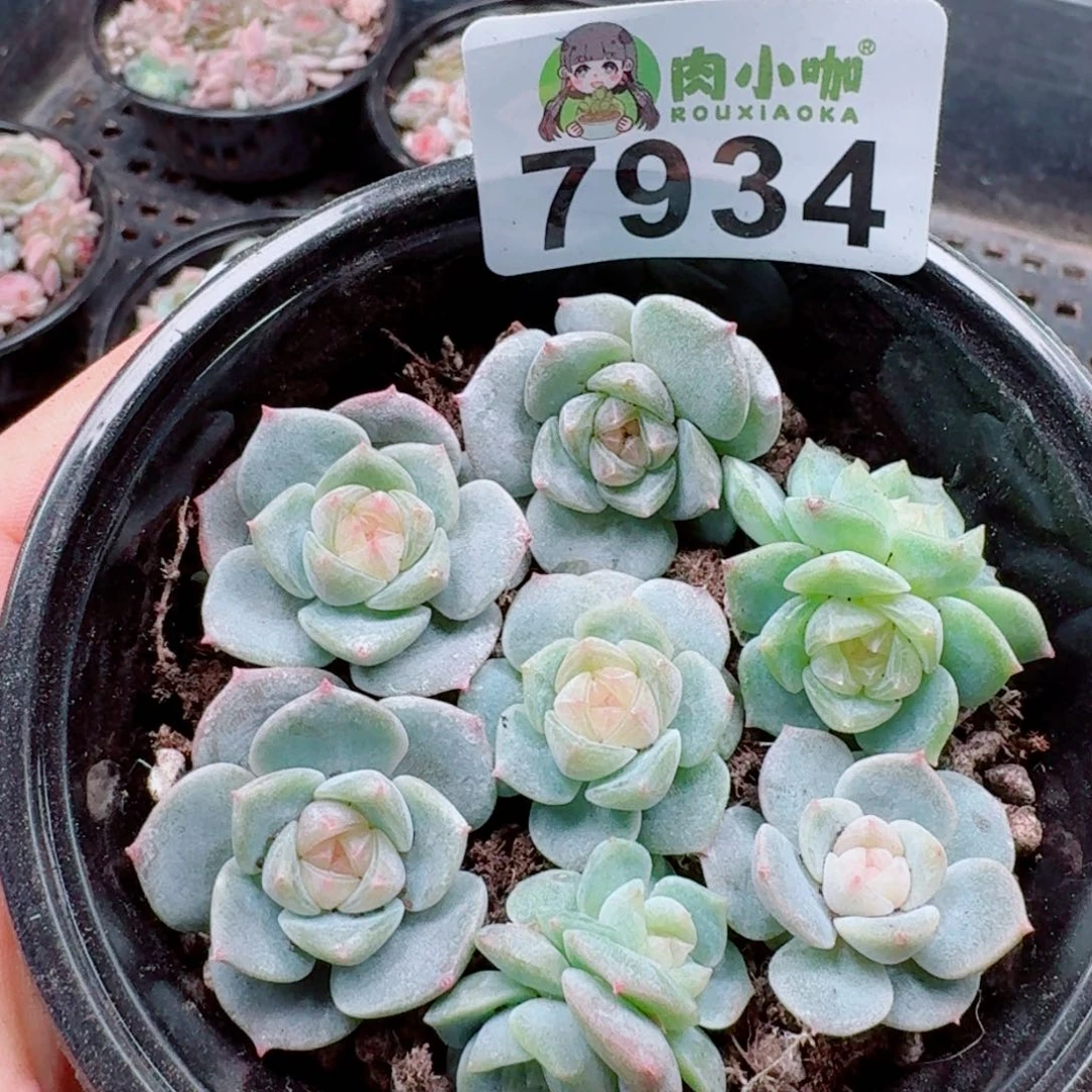 多肉植物多肉植物