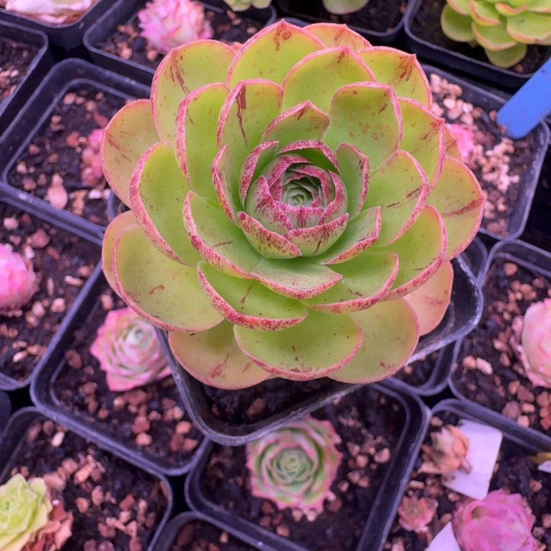 L726半城玫瑰粉缘妖荷不含盆土