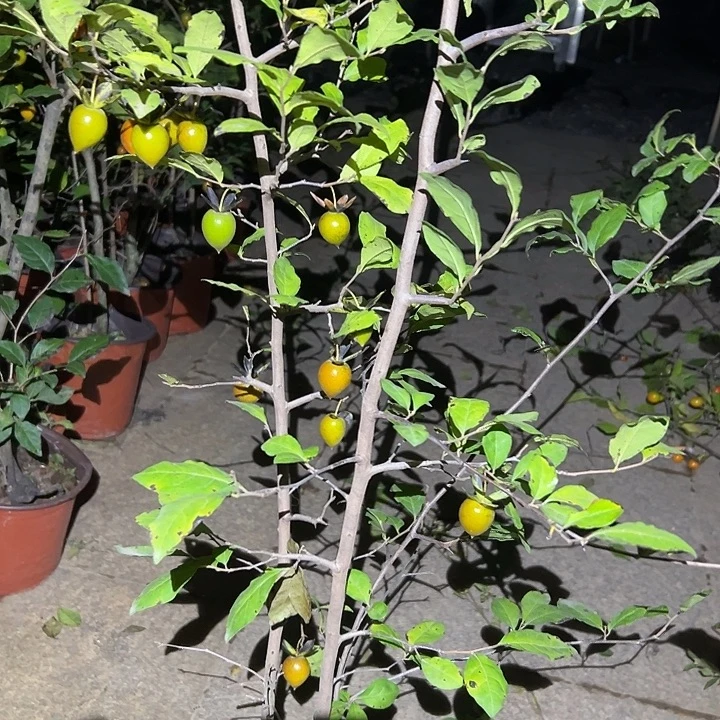 瓷***影无花朵哈哈哈哈哈哈哈