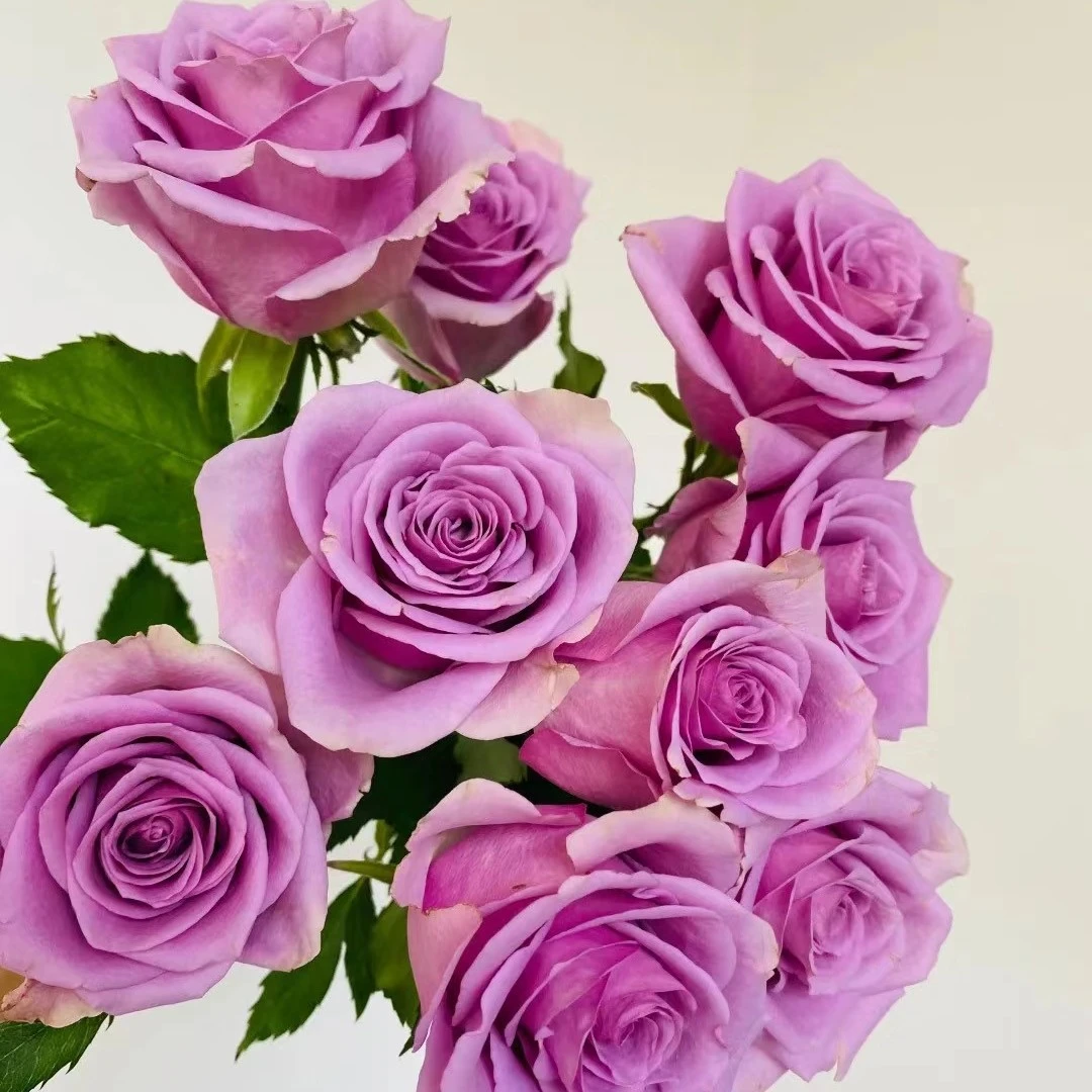 紫霞仙子6枝（全场任意两单包邮河南省内今天拍明天到）