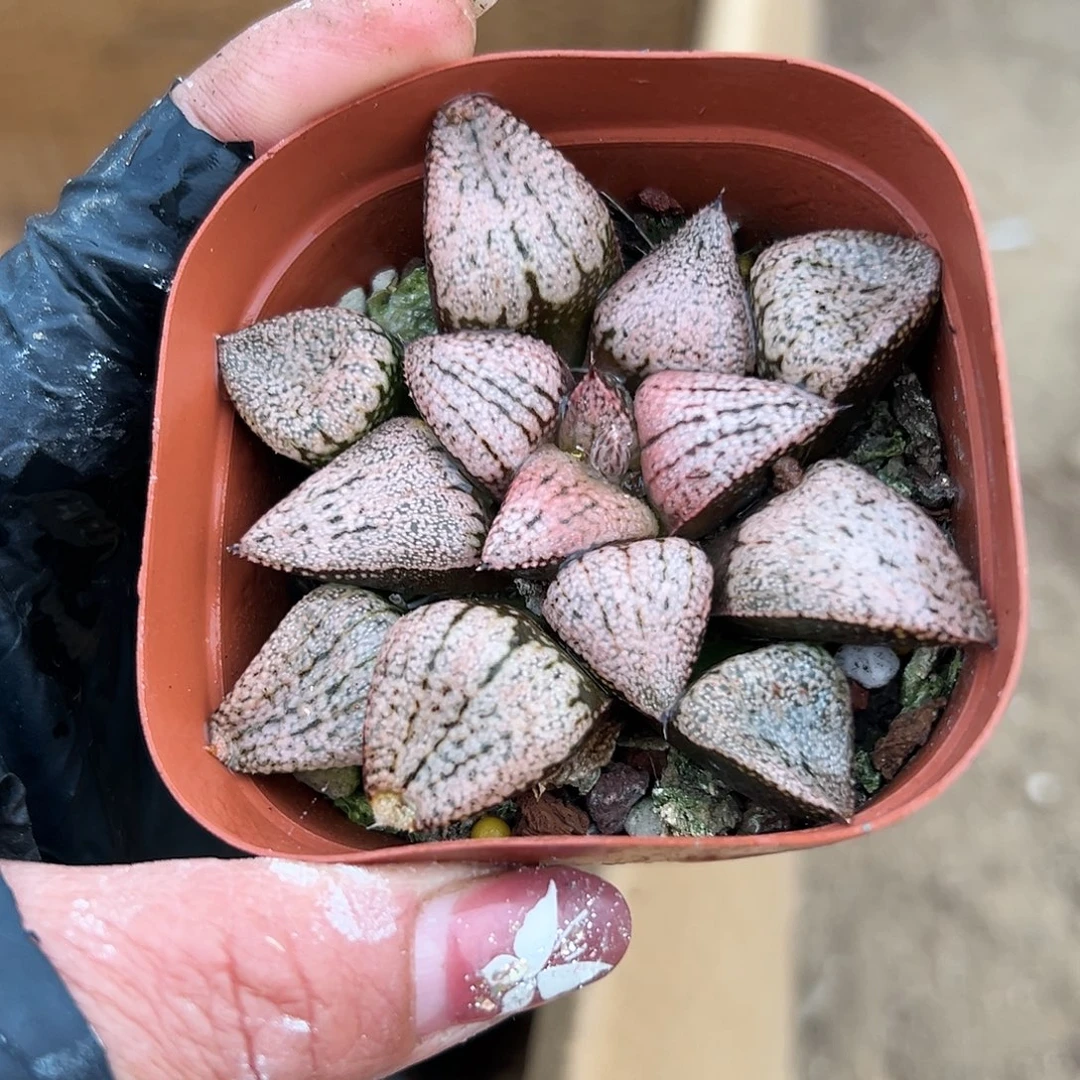 多肉葡萄红白银寿