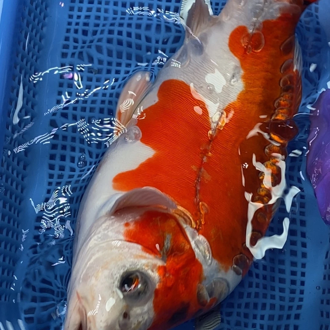 锦鲤冷水锦鲤包邮