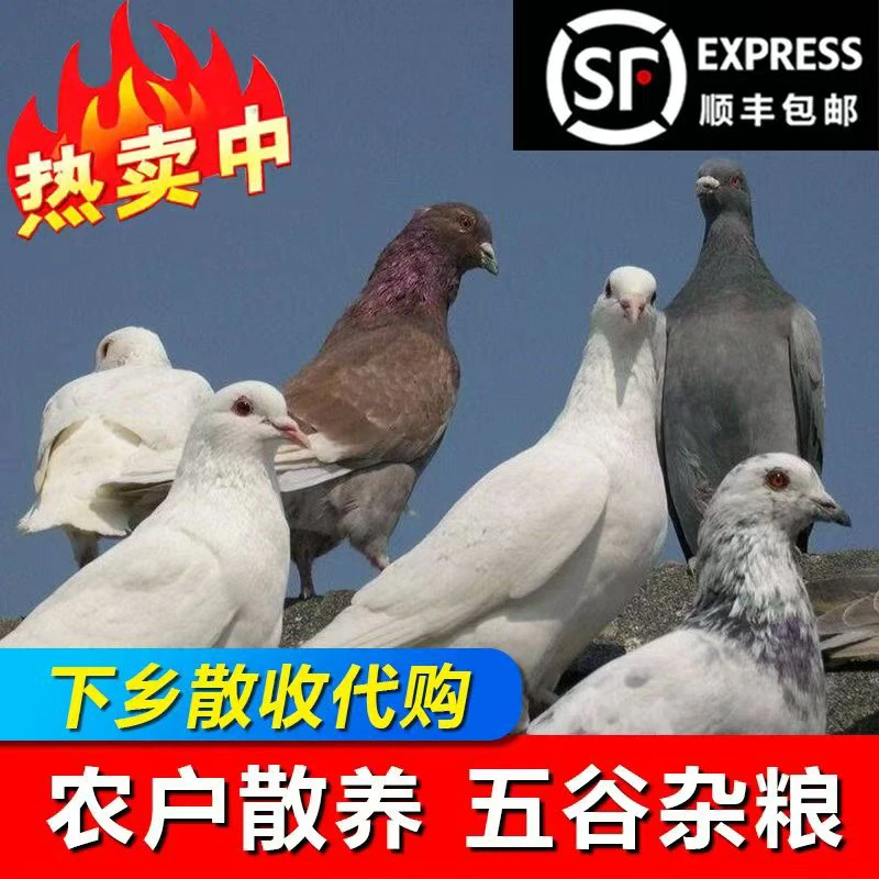 优质种鸽肉鸽信鸽