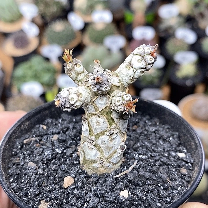 实生白象奇峰锦247号主干1.7cm