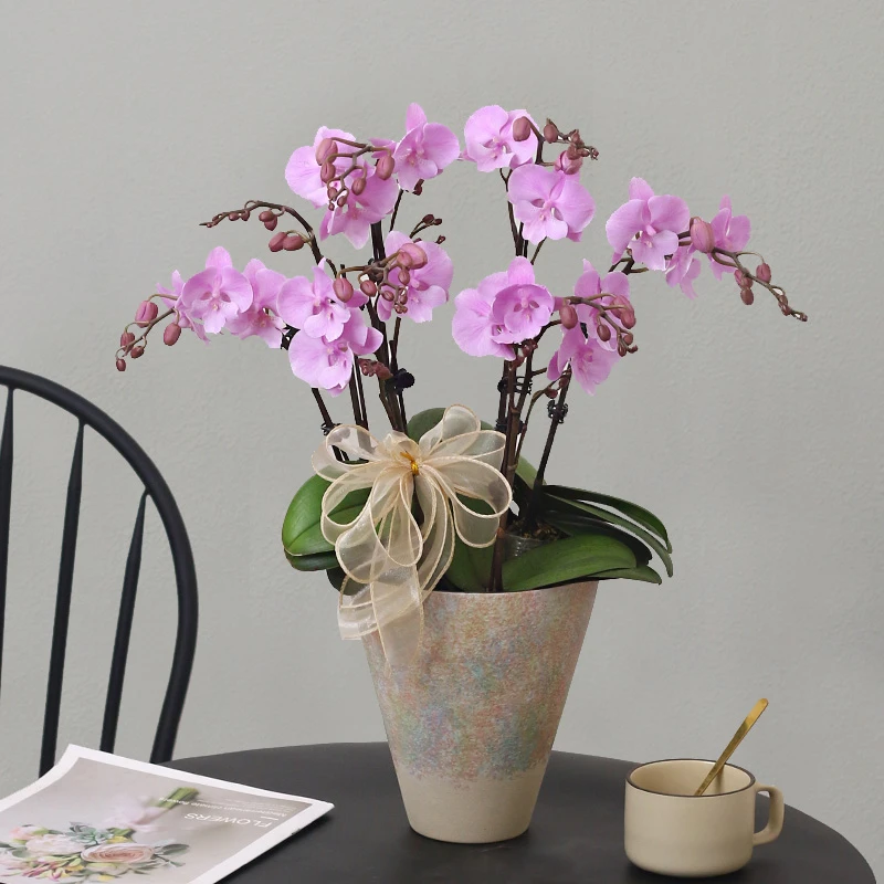 蝴蝶兰【禹城王子】带花带盆组好伴手礼送礼茶桌婚礼工位美化装饰