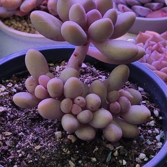 汤圆老桩多肉植物