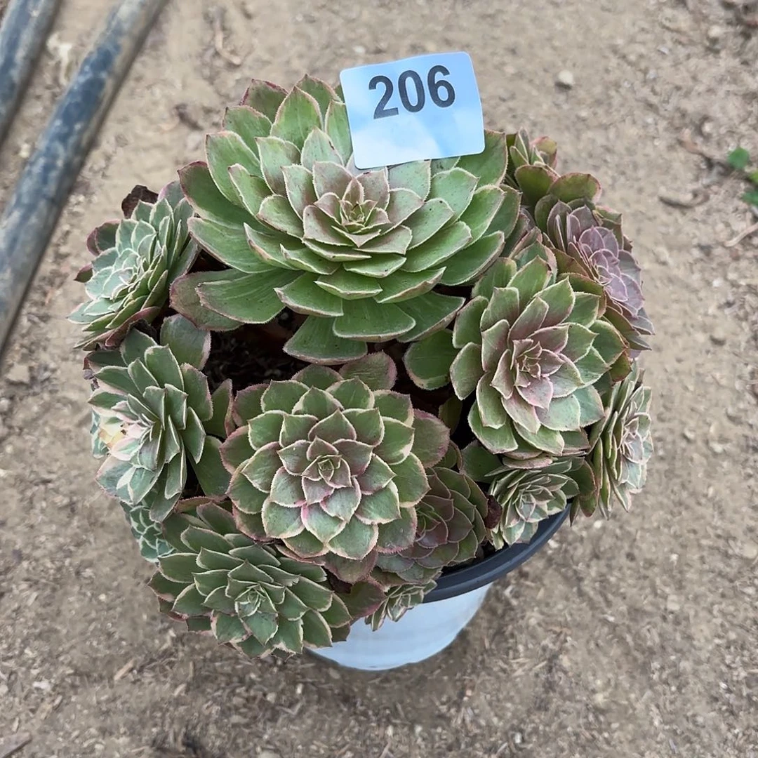 莲花座断枝不包206
