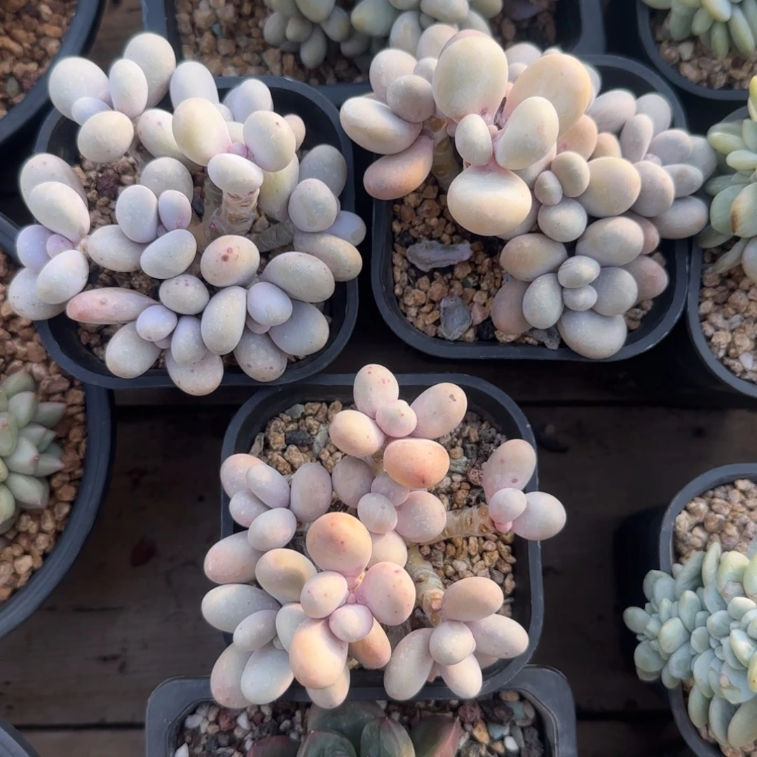 三颗一组橙雪球三颗五十包邮