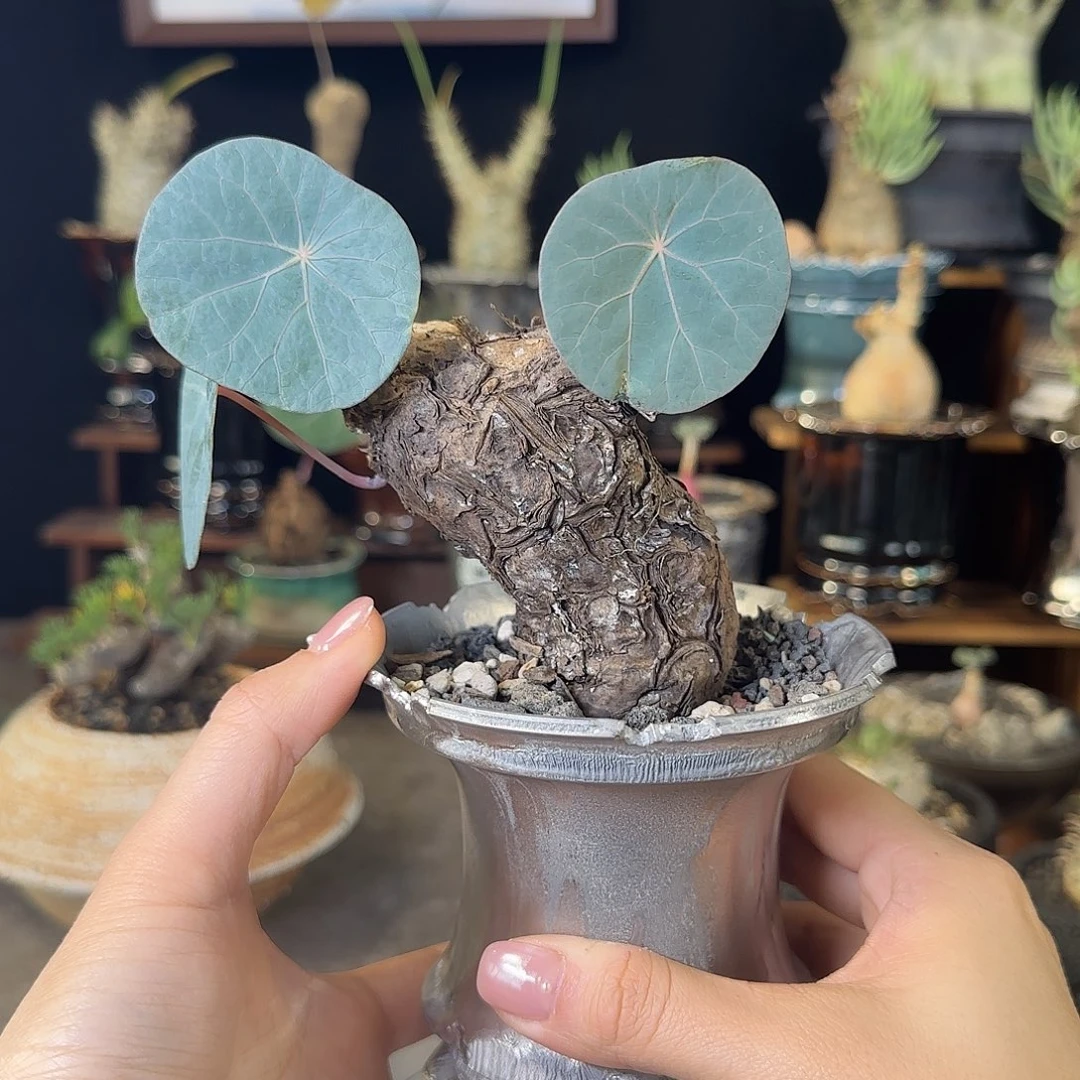 一物一拍老家一叶龟56