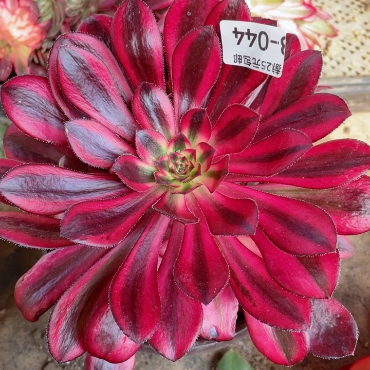 44香多肉1，啊12345678