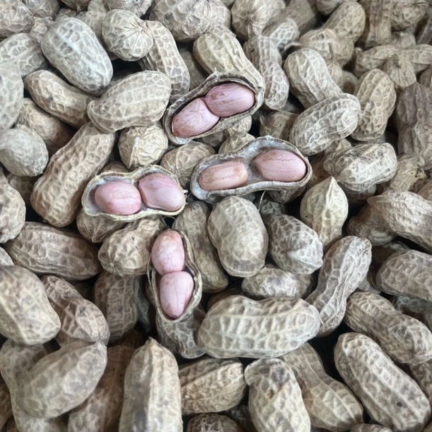 仙游本地新鲜现挖带壳干的花生农家自种可水煮凉拌营养美味