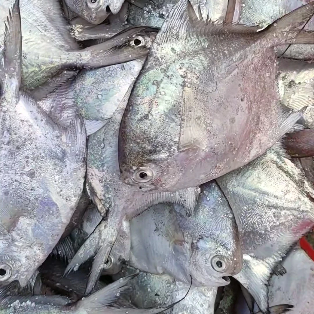 广东阳江小白鲳银鲳鱼，一斤4-6条，广东省内次日达