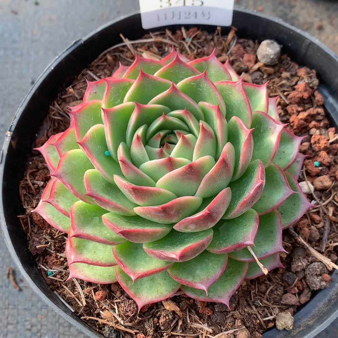 【闪购商品】云345号