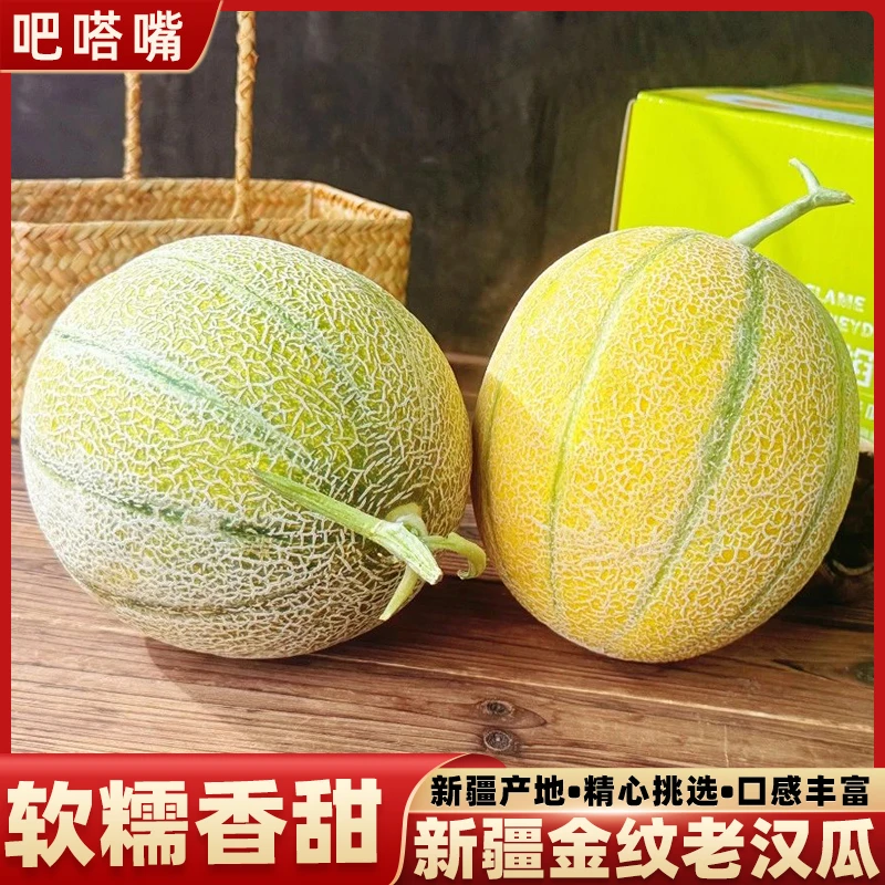 新疆哈密瓜正宗吐鲁番金纹老汉瓜网纹瓜当季新鲜水果现摘现发甜瓜
