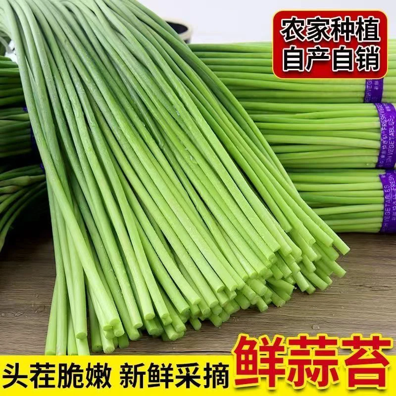 河南杞县红帽蒜薹农民自种蒜苔新鲜蒜薹