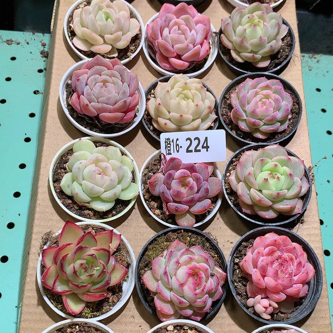 16-224一物一拍带盆18颗