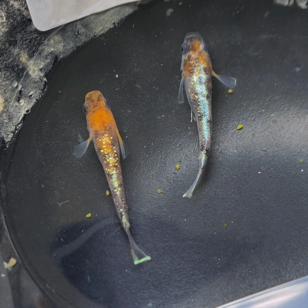 青鳉212lu04一对公母