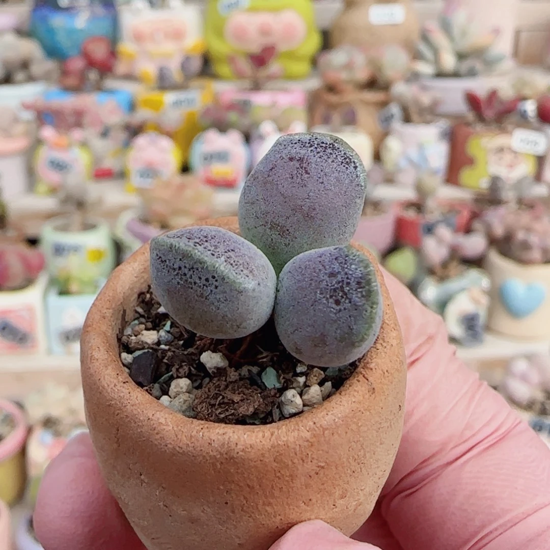 艺妓海豹 盆口2cm