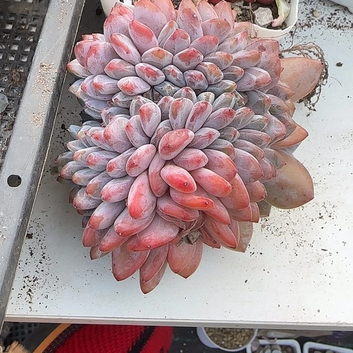 哈***哈青蛙王子儿童牙膏套装。