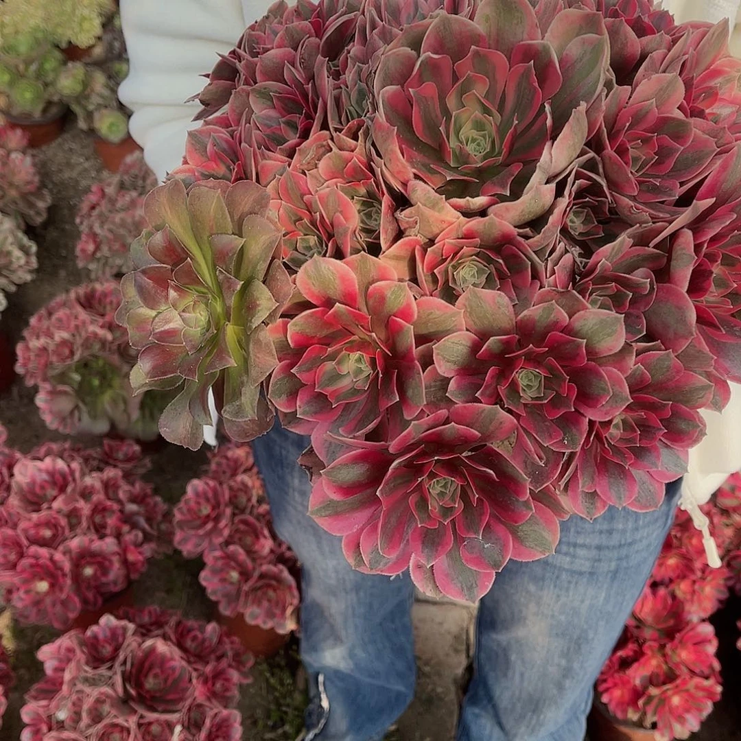 女妖12.8女妖女妖