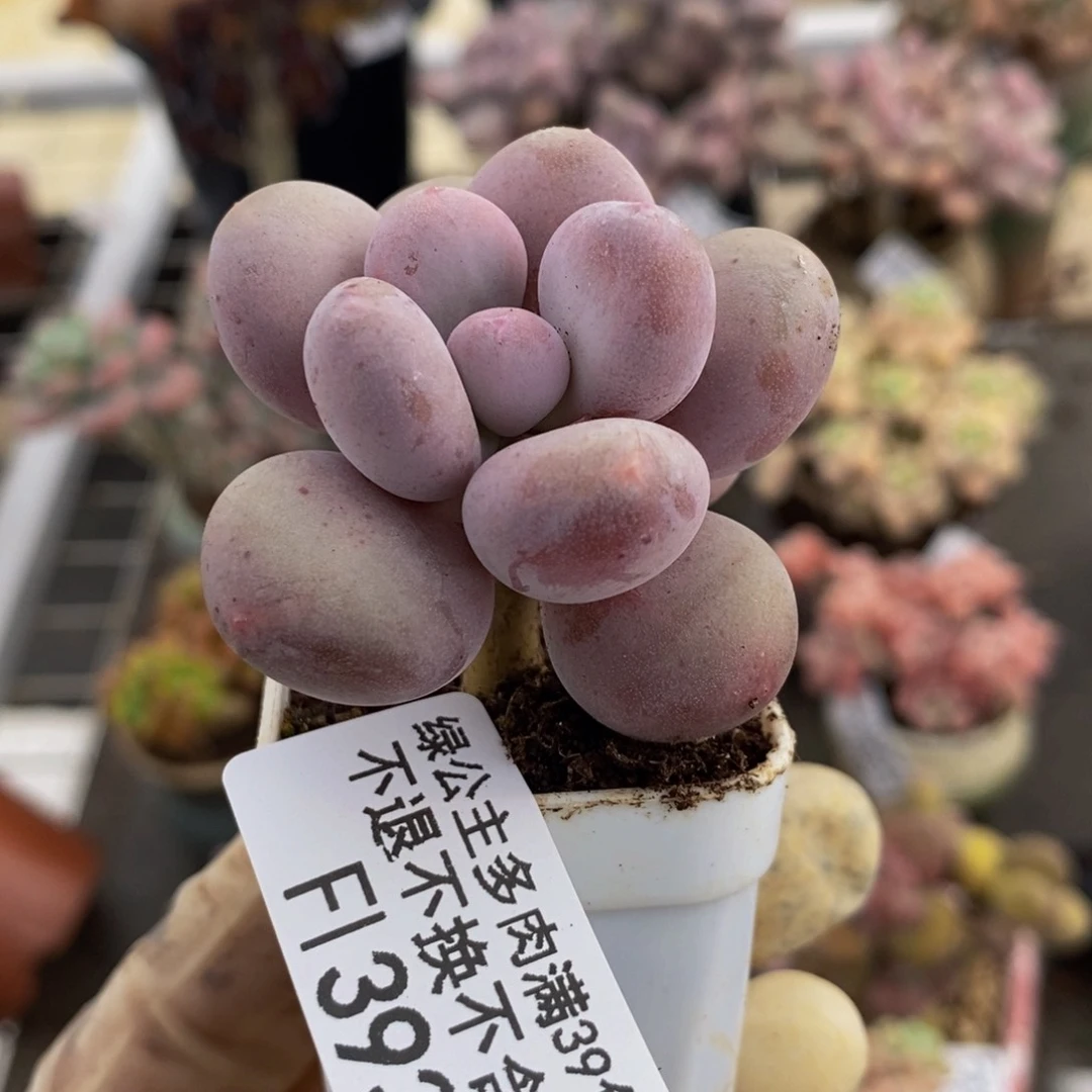 丸叶蛋黄奶393/5c m