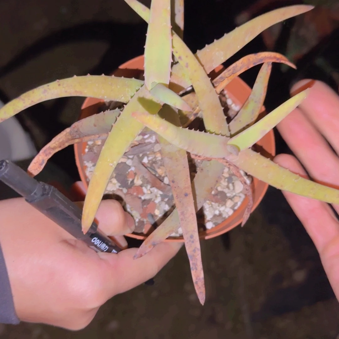 填****字块根植物块根植物