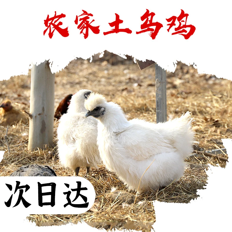 【今天拍，明天到】正宗单只1斤半乌鸡乌骨鸡农家散养土鸡乌鸡新鲜现杀包邮黑鸡抖音小黑鸡